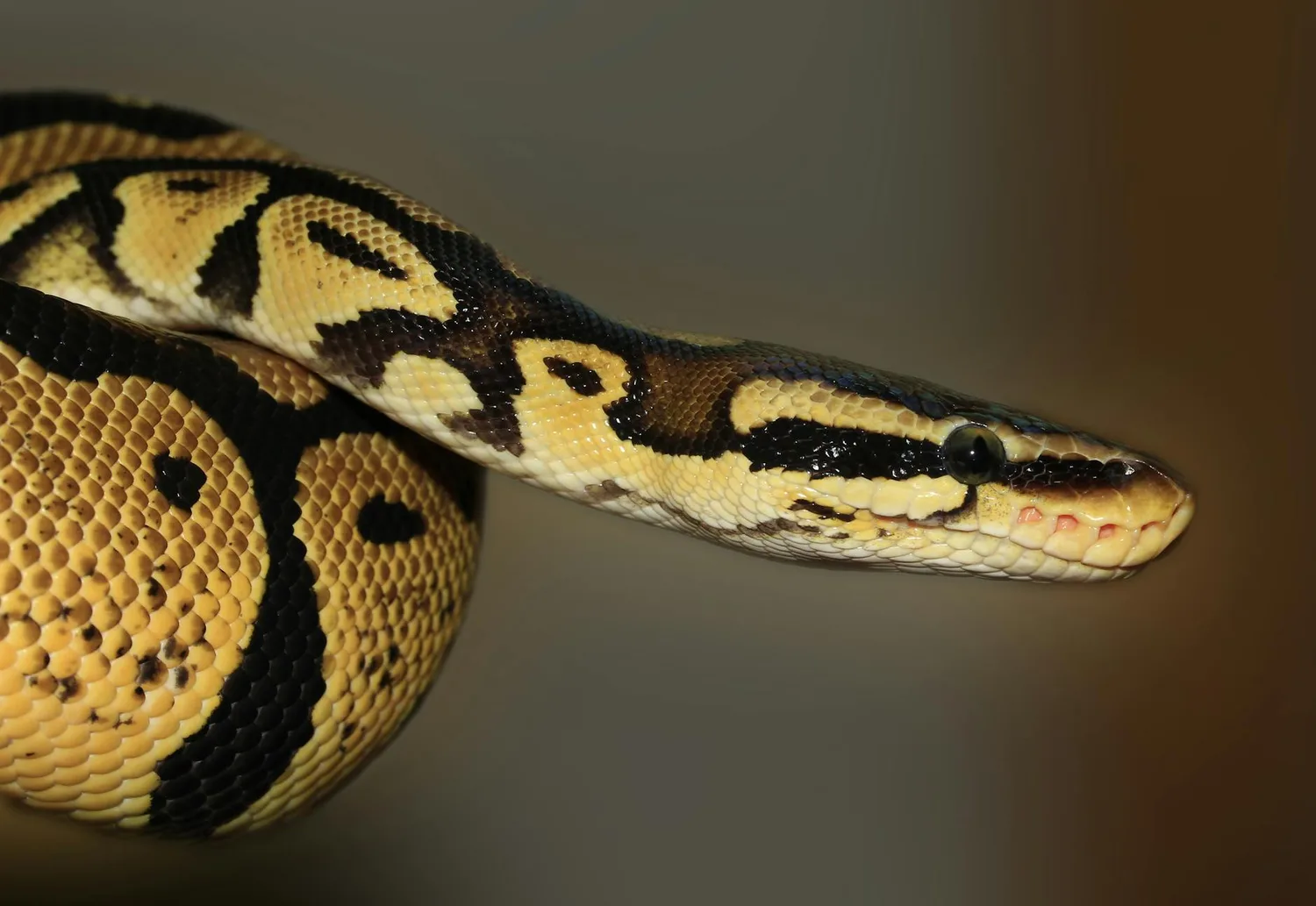 Le jeu Snake sur Google : histoire et secrets d’un classique